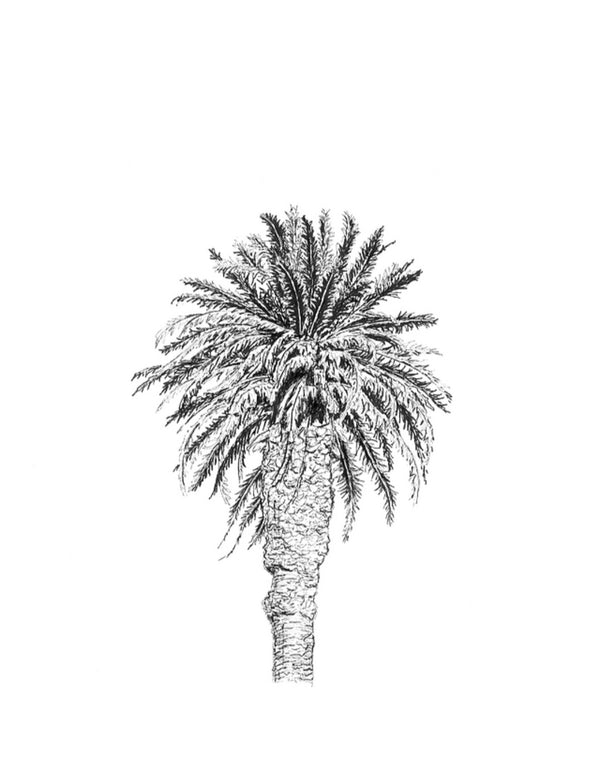 Llandudno Palm - Print