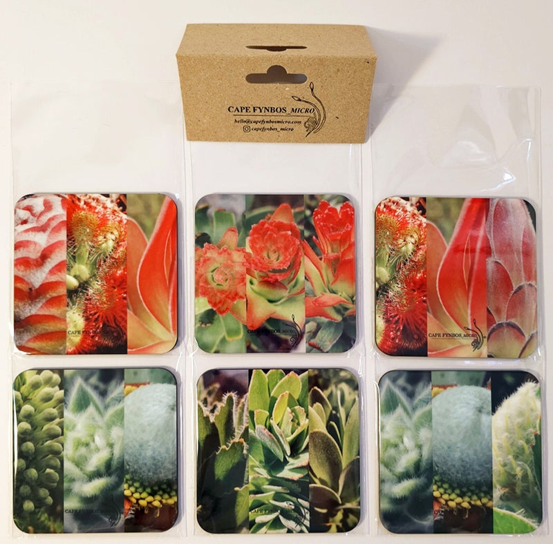 Fynbos coasters - set of 6